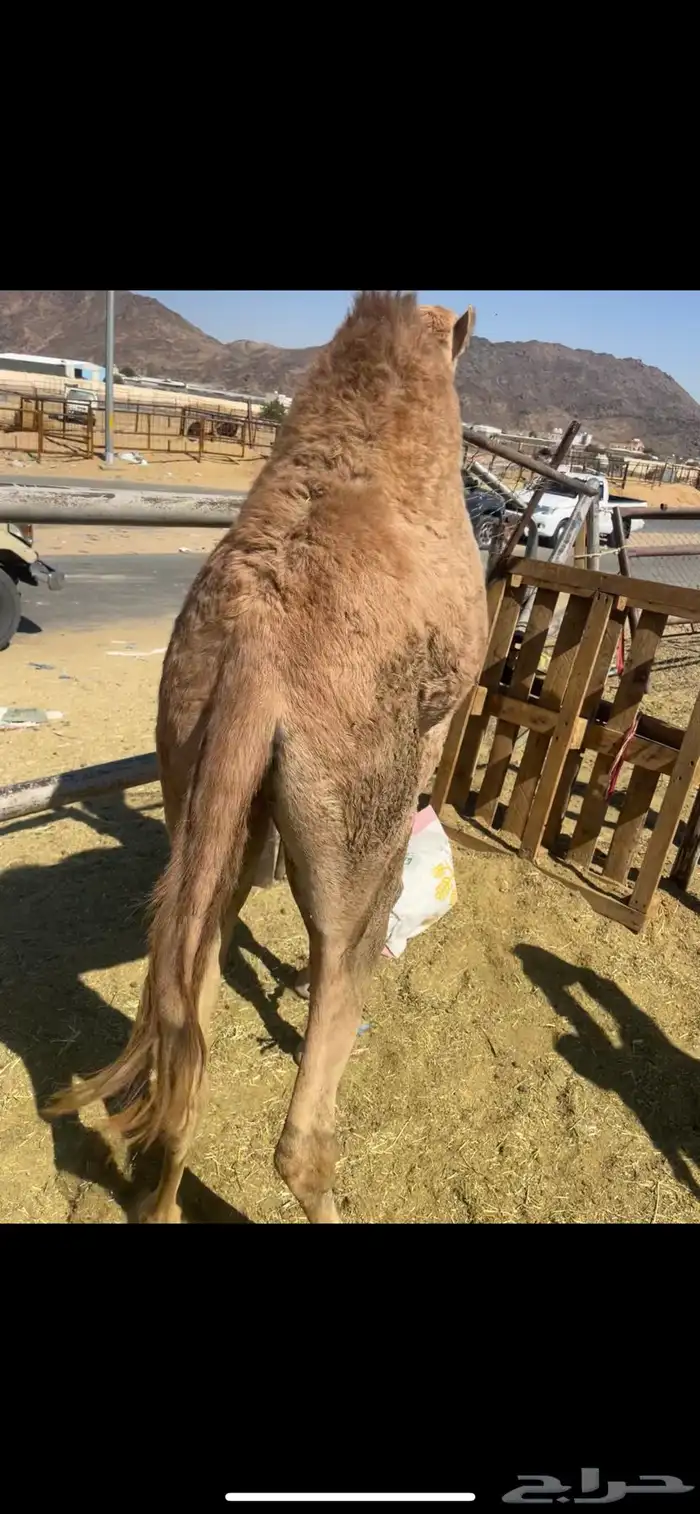 بكره علا أمها فل الفل للبيع 0