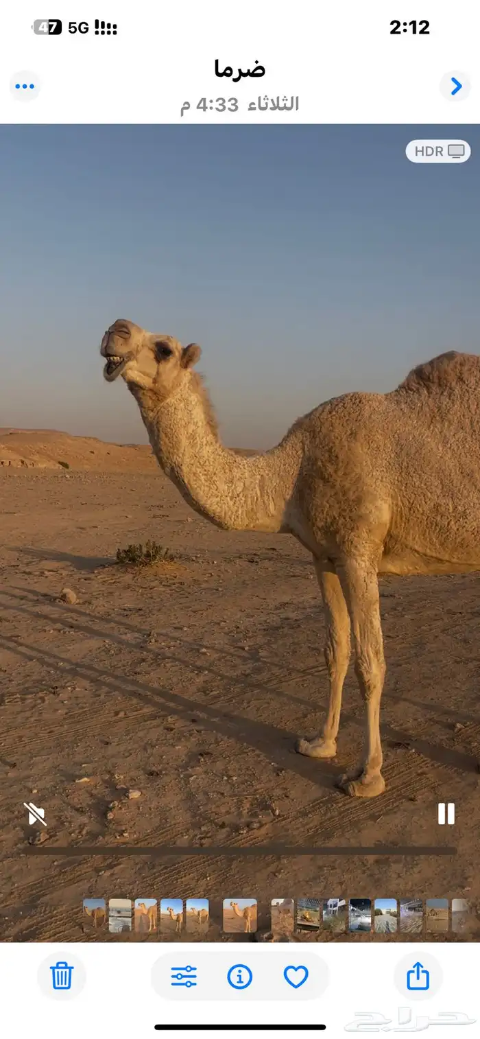 ضروبة للبيع 1