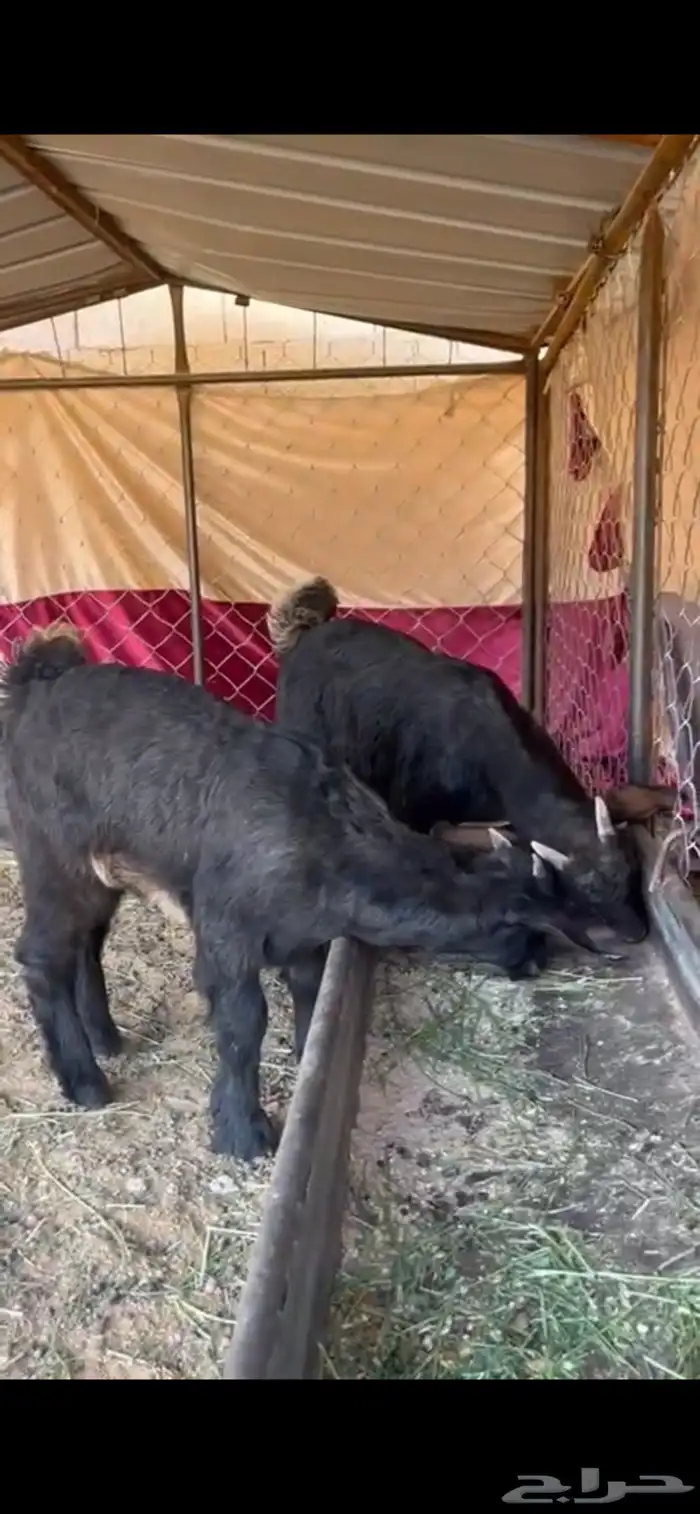 تيوس لبانيه 4