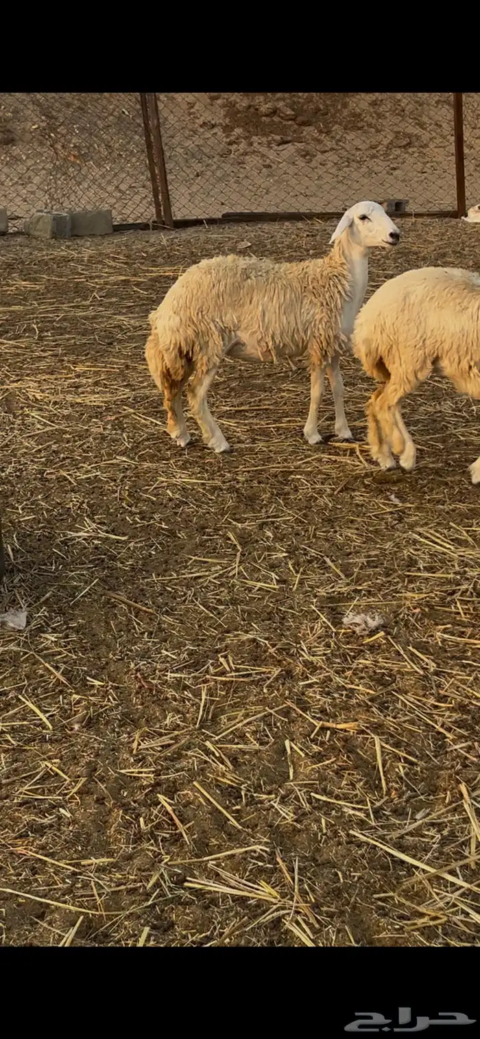 رخال طيبات بالحيل 0