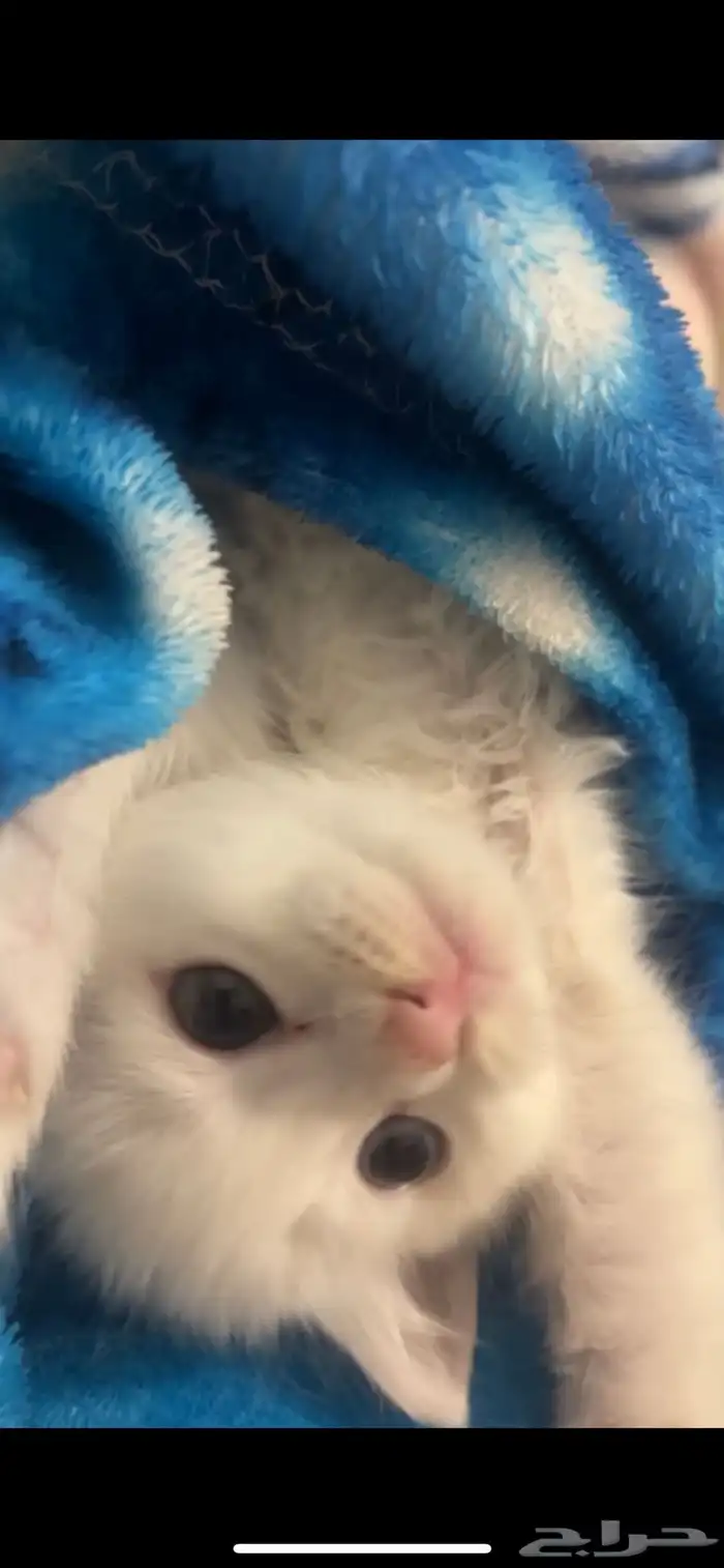 قطه صغيره لعوبه واليفه م شاء الله 0