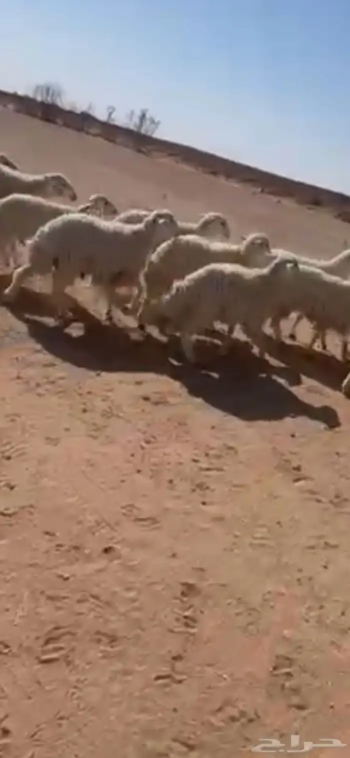 طليان حريات للبيع 5