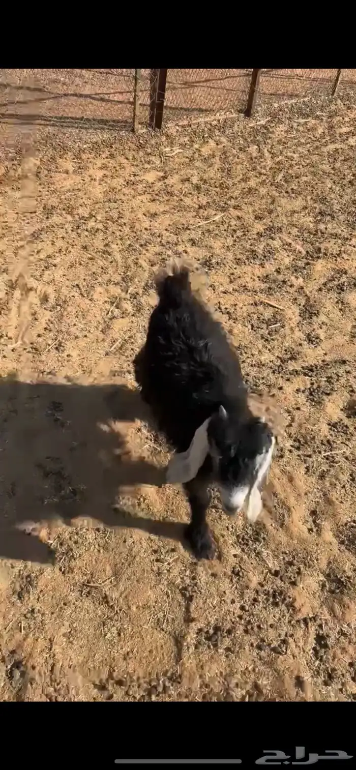 جفره مندي شهرين 9