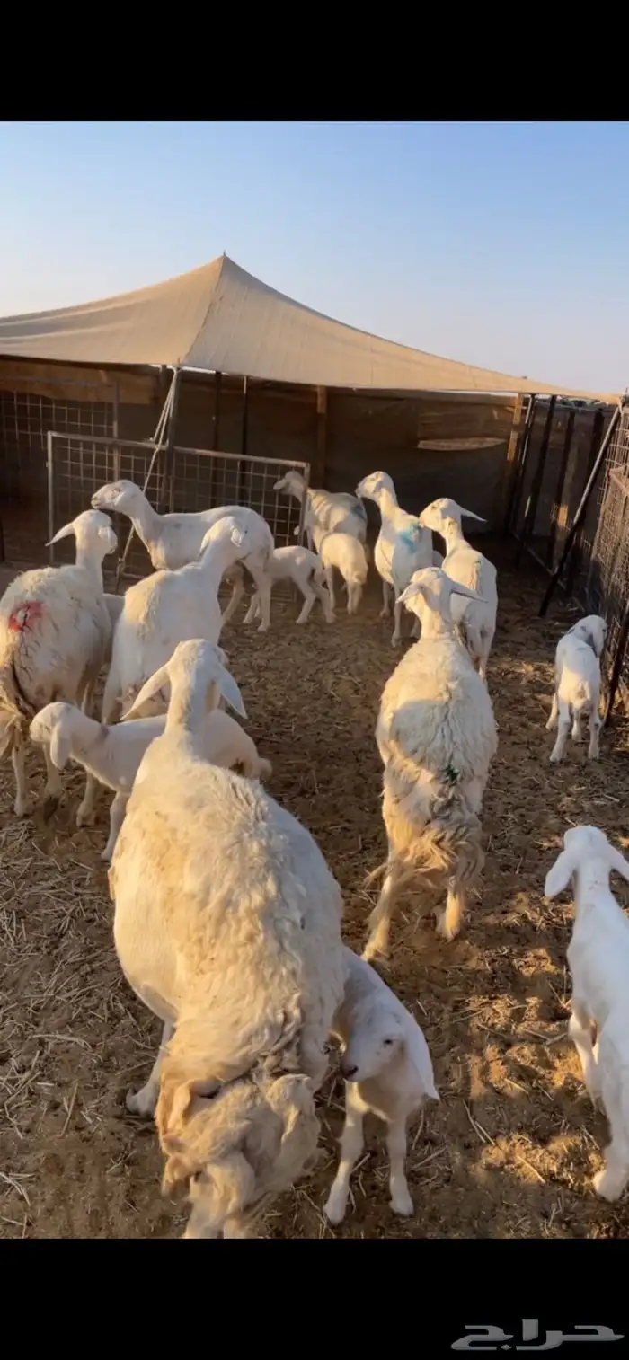 حريات متابيع 1