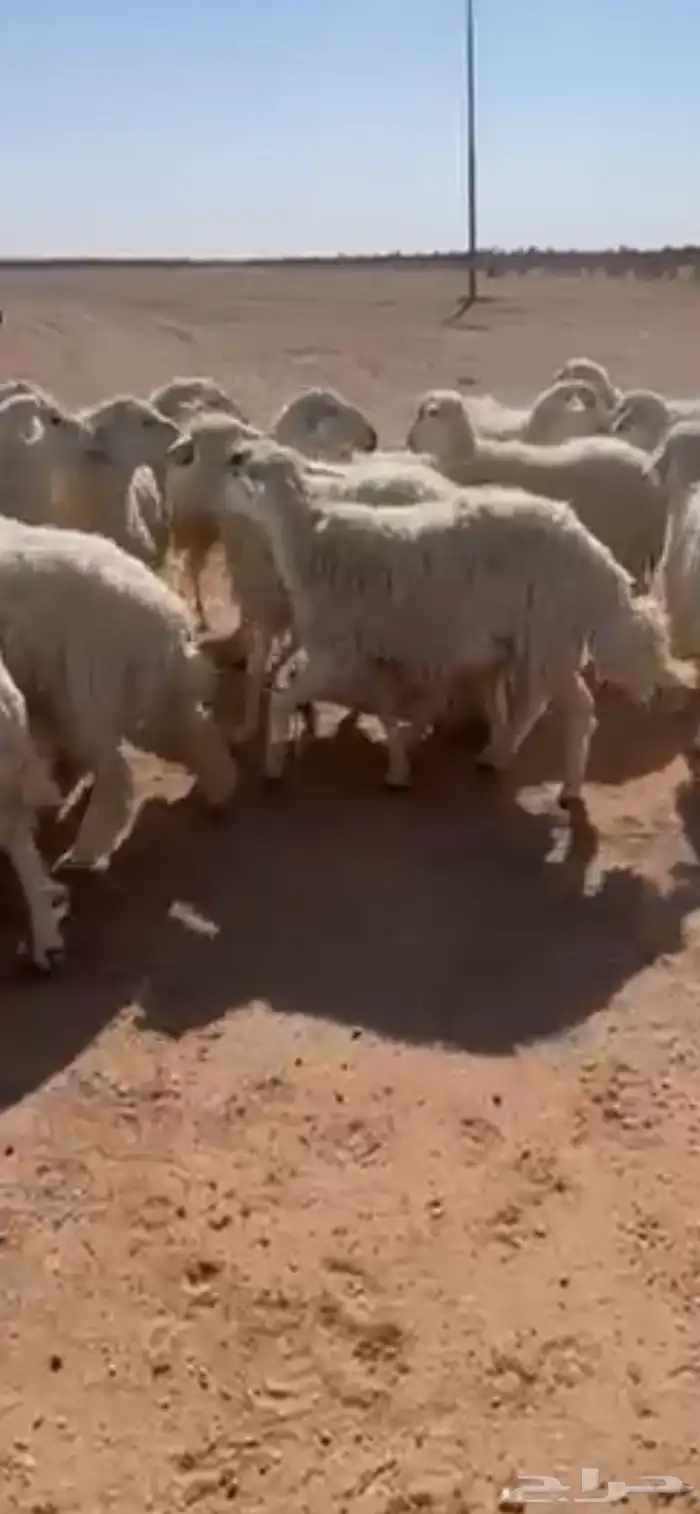 طليان حريات للبيع 9