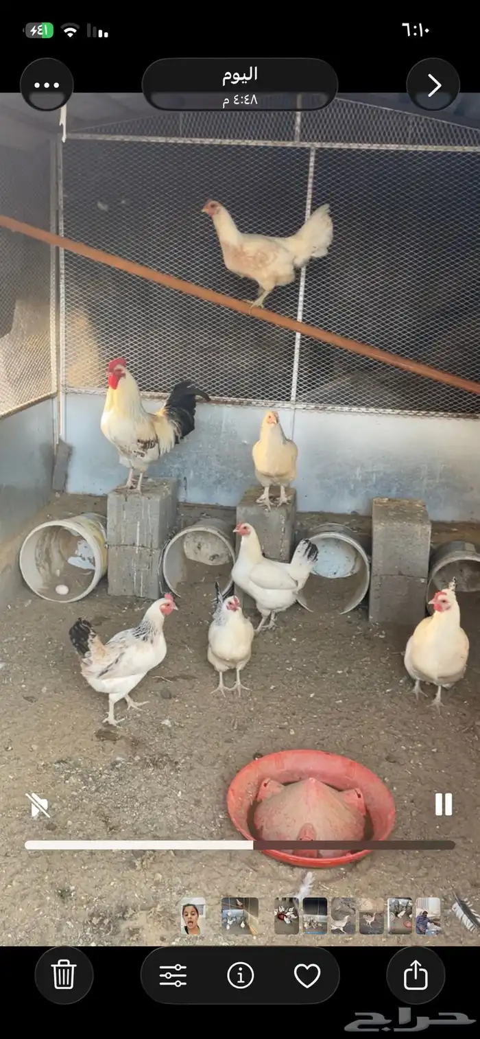 دجاج كفوو(تم البيع) خارج الموقع 1