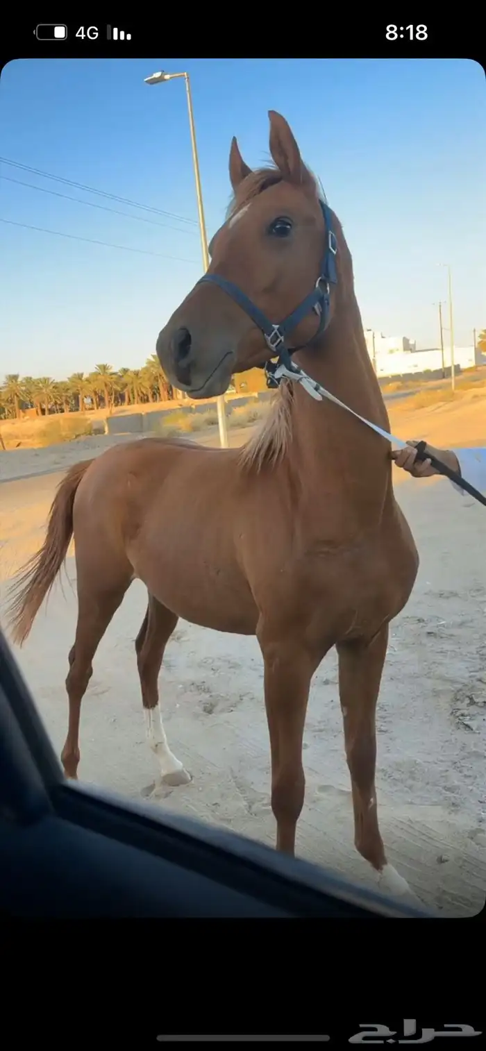 مهر شعبي فاخر 1