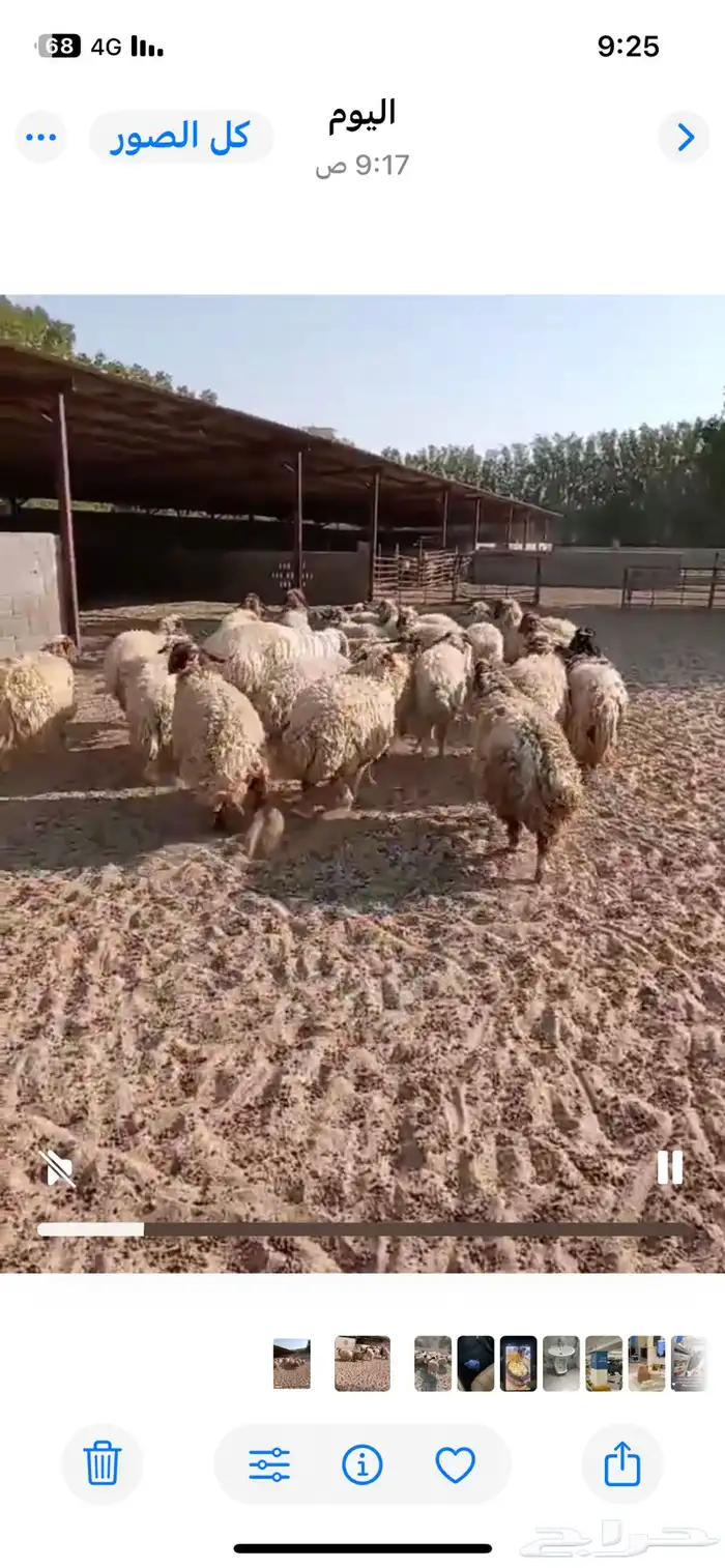 غنم نعيمي للبيع 1