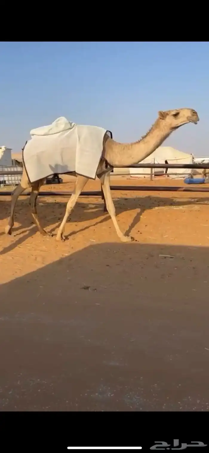 عوني منتج وأم البعير باتليه 5