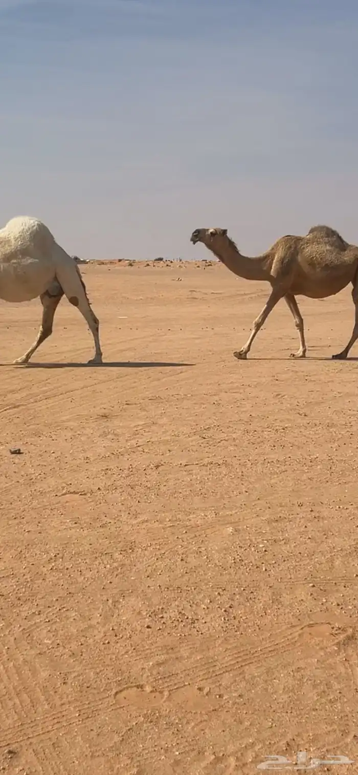 لقحه على الزاهي الباتلي 0