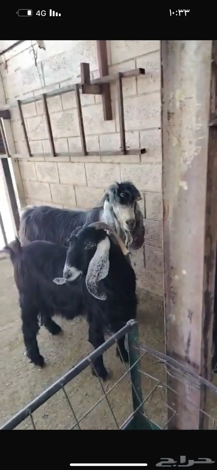 سوق غرب الرياض بن جربوع 3