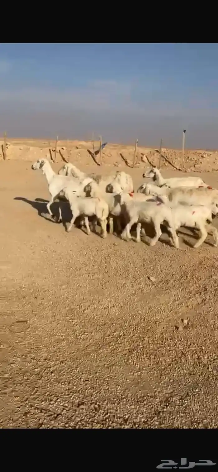 غنم حري اربع معها 8 سلم وروم 0