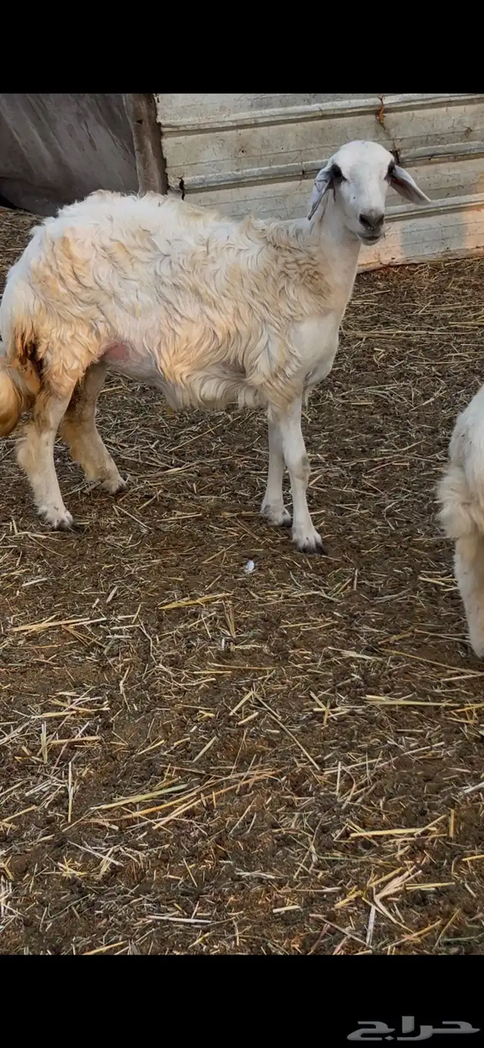 رخال طيبات بالحيل 5