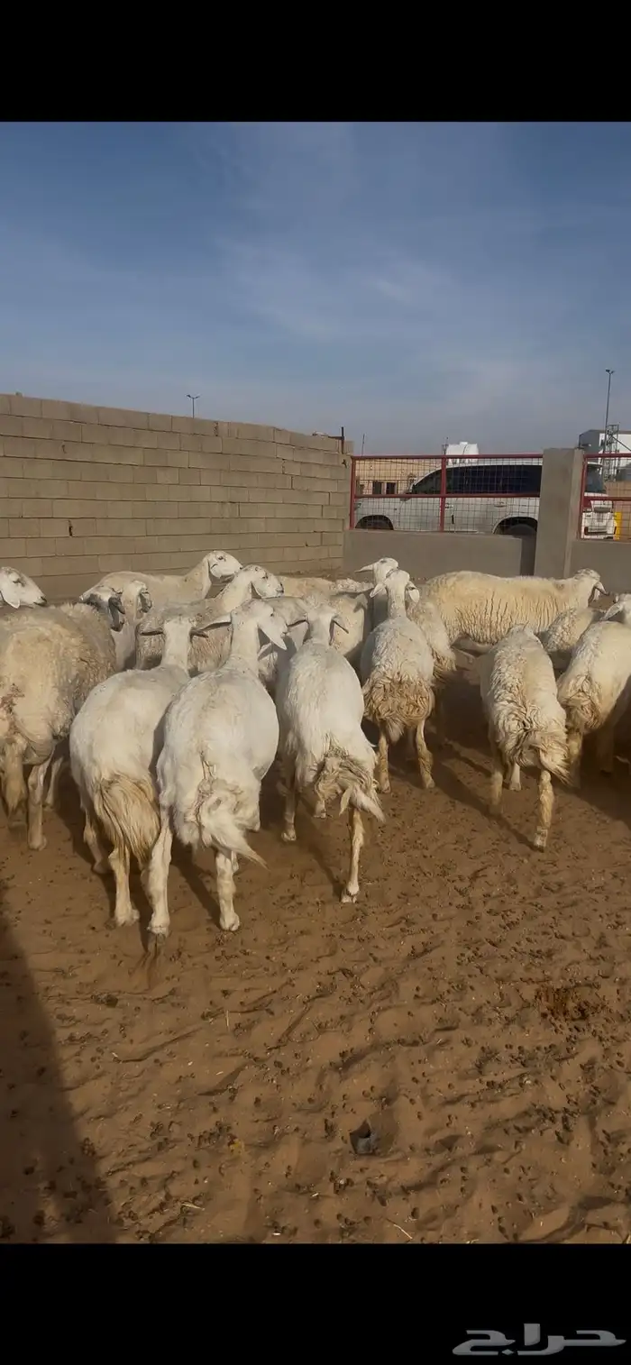 حريات دفيع ومضاريع 0