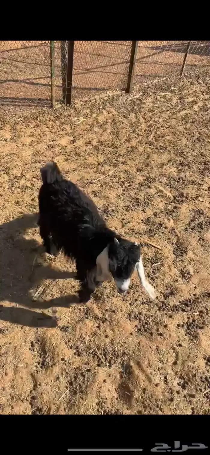 جفره مندي شهرين 8