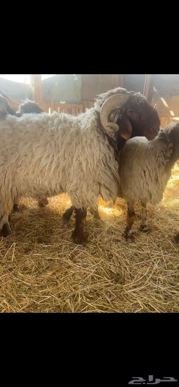 فحل نعيمي يقرع شرط 0