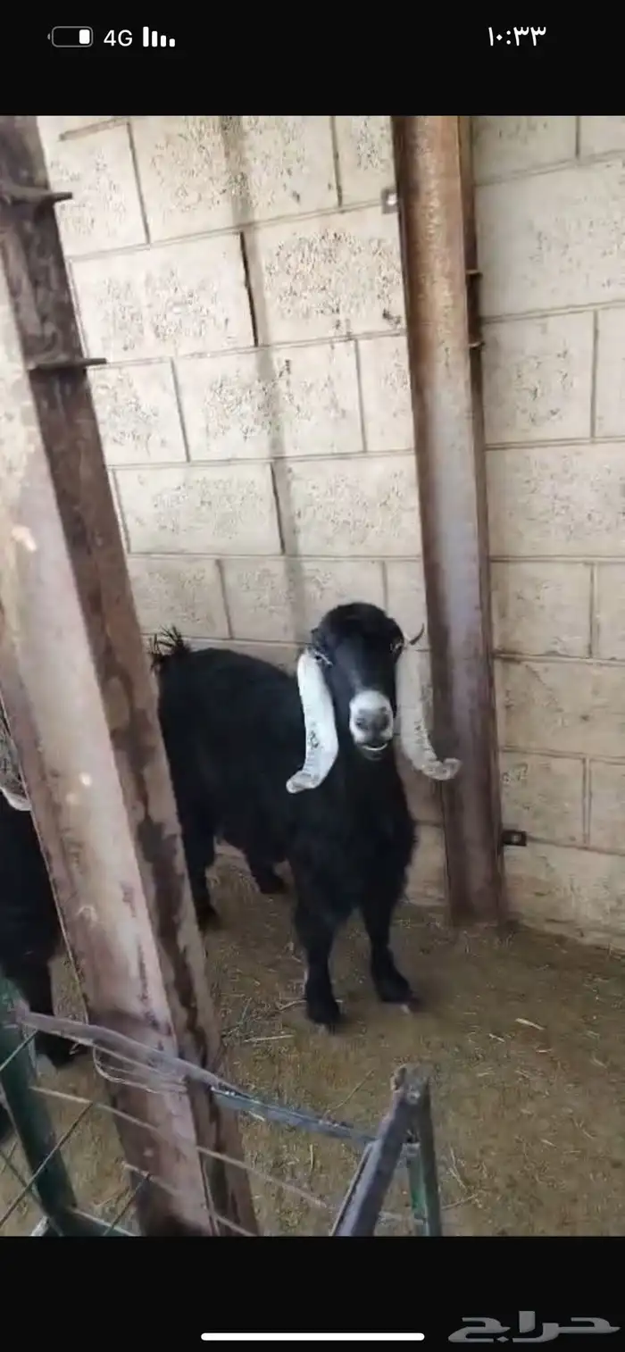 سوق غرب الرياض بن جربوع 4