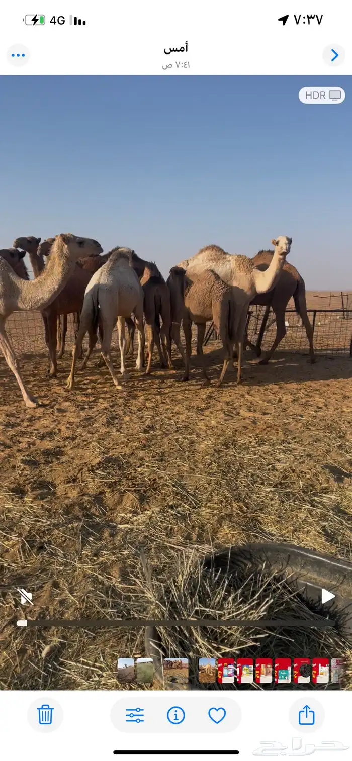 بكار للبيع 0