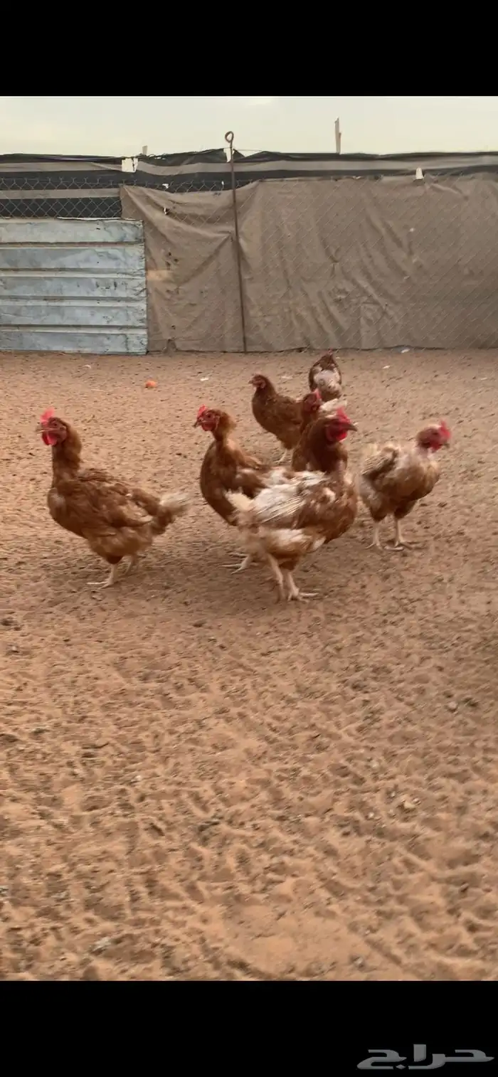 دجاج لهمان 1