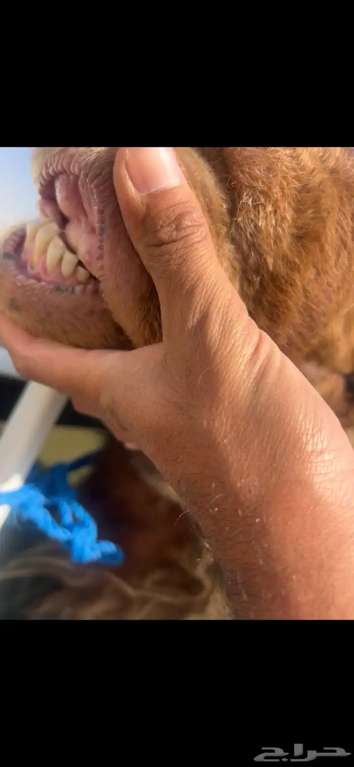 فحل نعيمي يقرع شرط 2