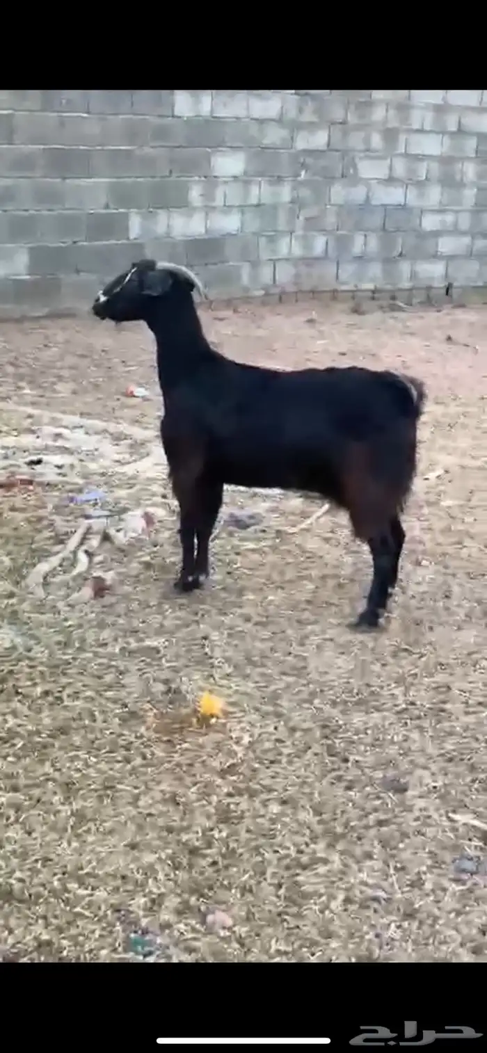 عنز حميسه كفو فل 0