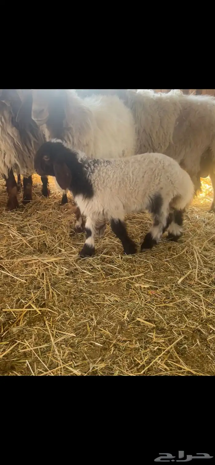 فحل نعيمي يقرع شرط 3