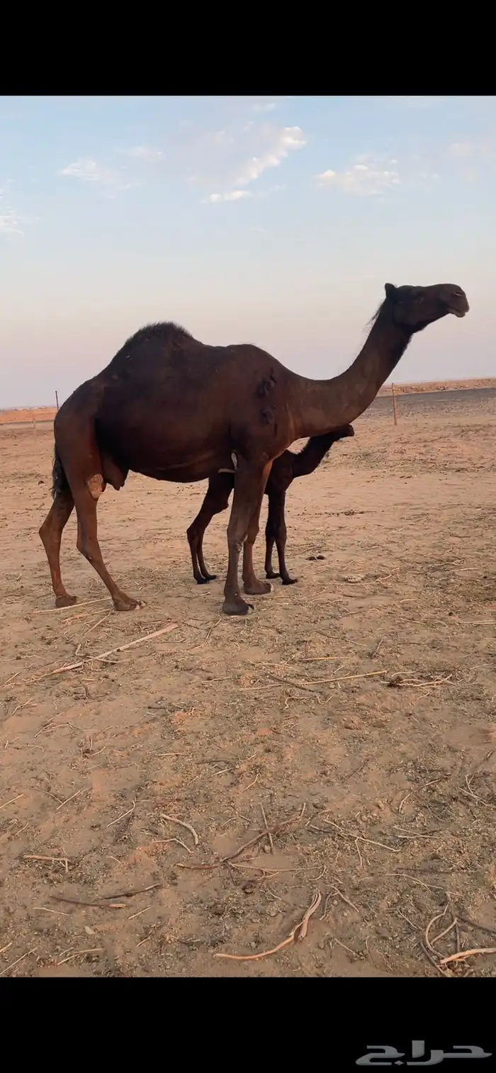 للبيع خلفه هديه   الخرج 0