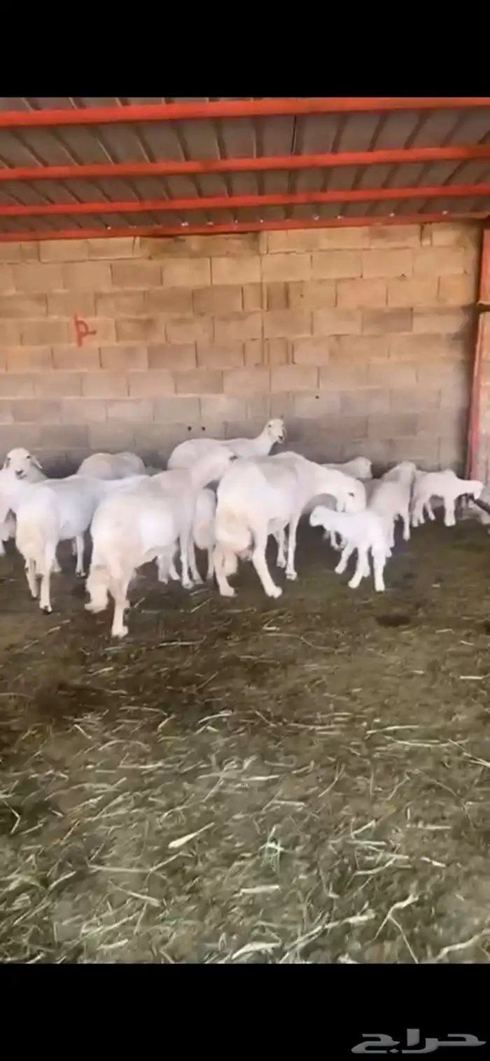 غنم ولد 10