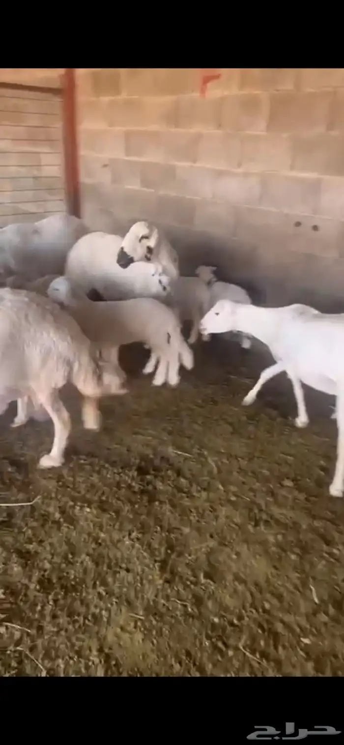 غنم ولد 5