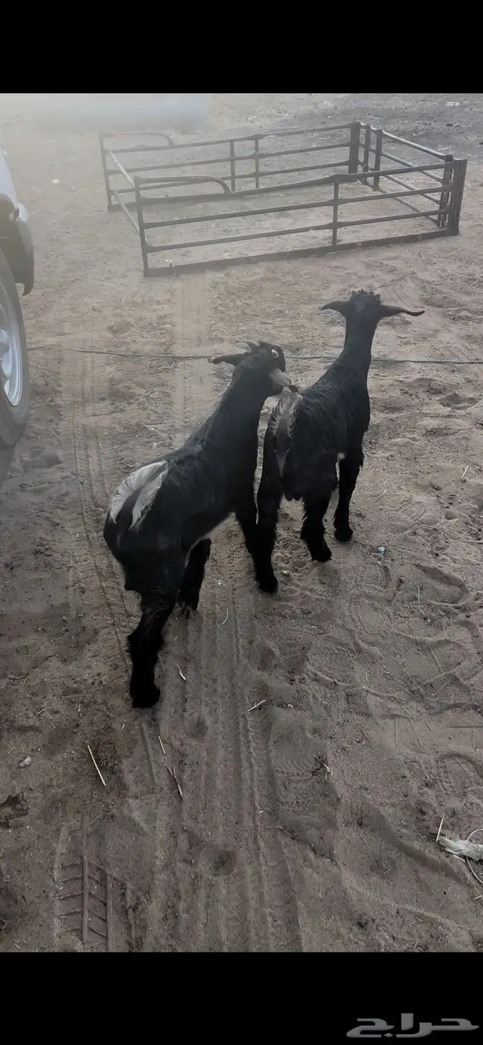 تيوس لبانيه 2