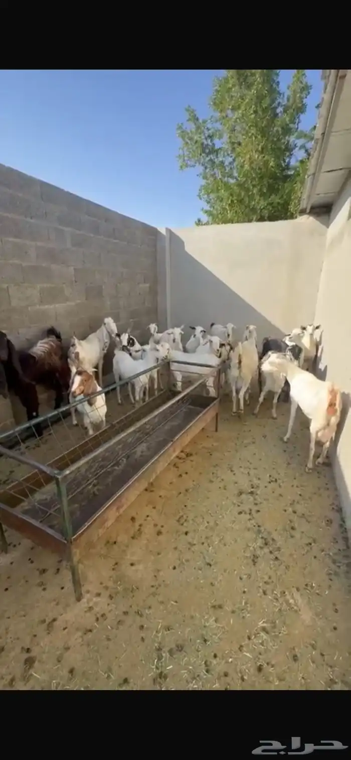 غنم فاخره جدا ماعز 2