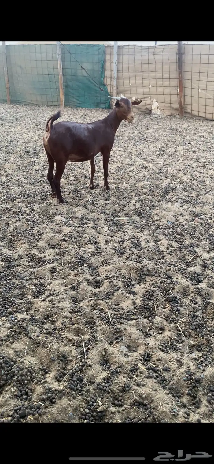 فحل محايلي ادبس فاخر 4