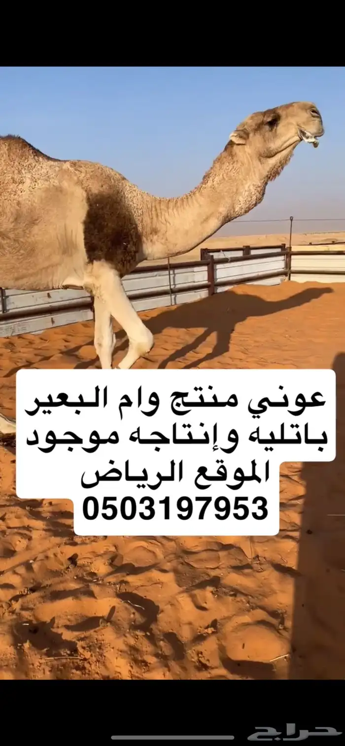 عوني منتج وأم البعير باتليه 3