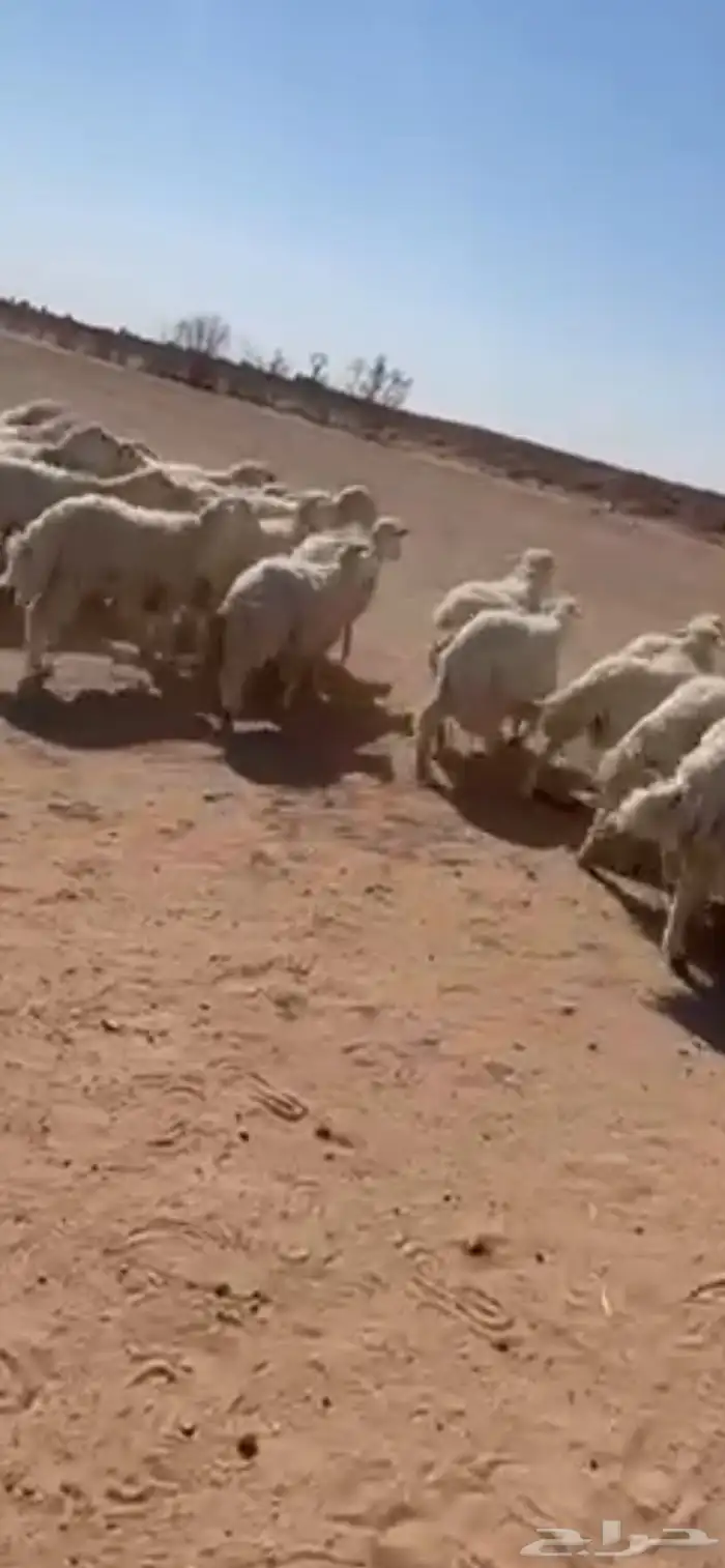 طليان حريات للبيع 2