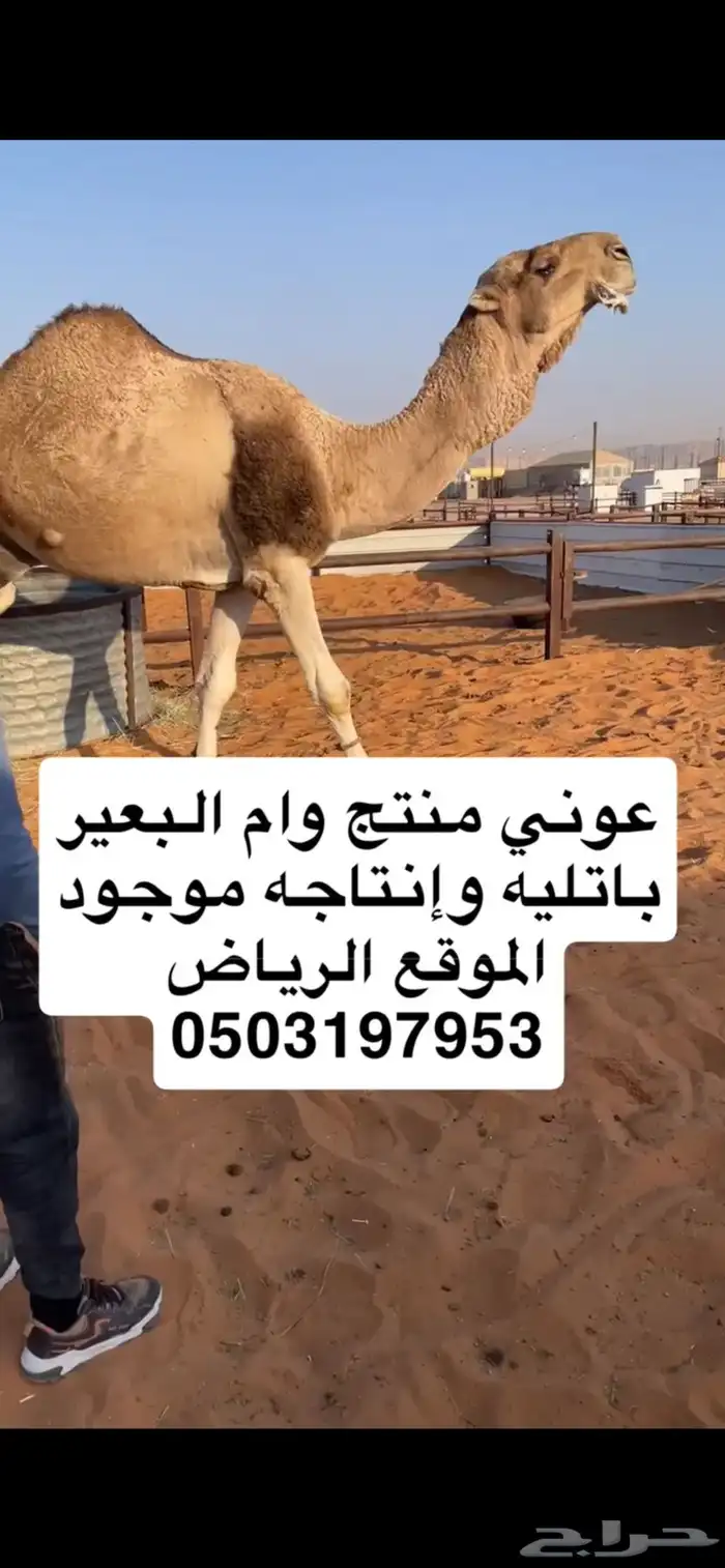 عوني منتج وأم البعير باتليه 1