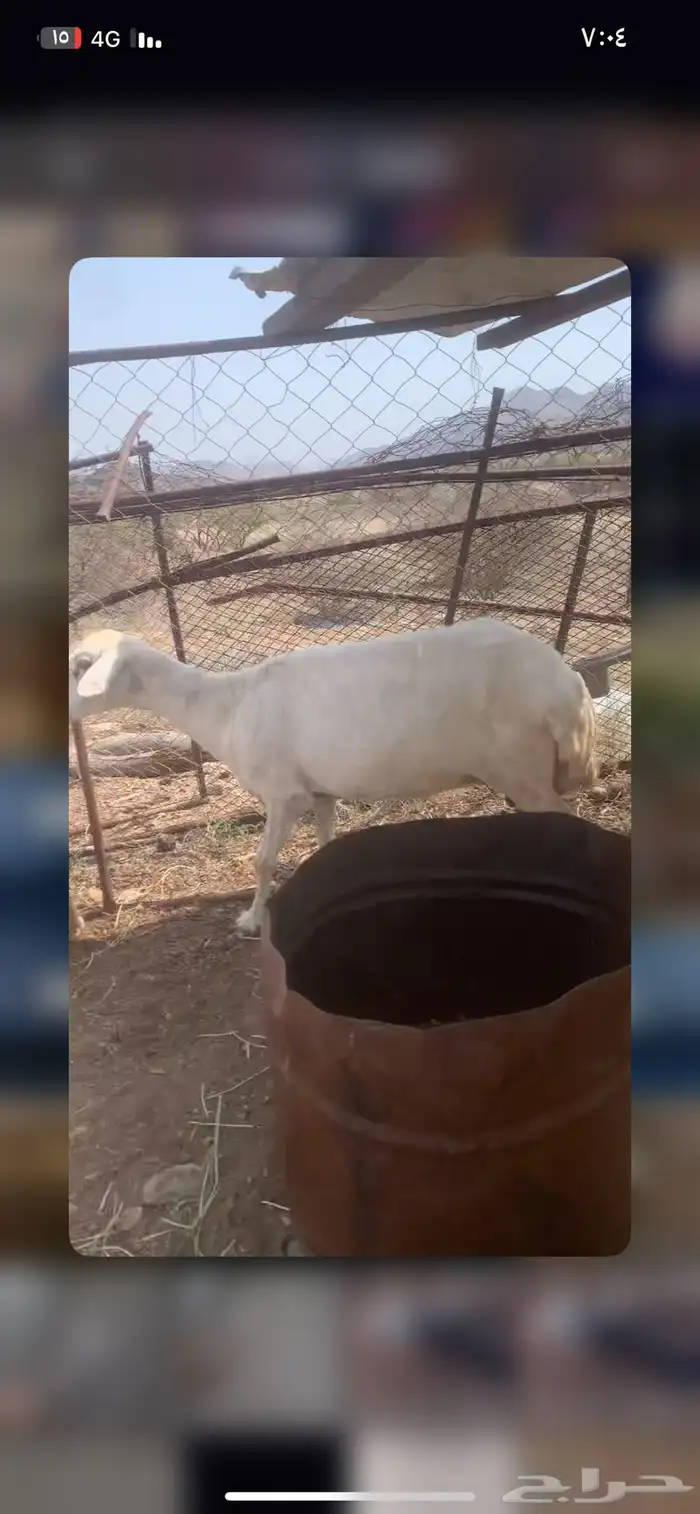 ضان العدد 4 2