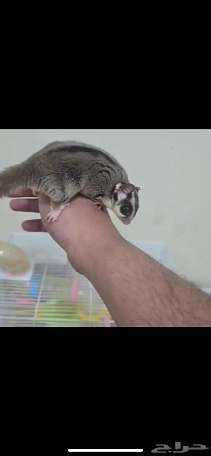 سنجاب طائر 0