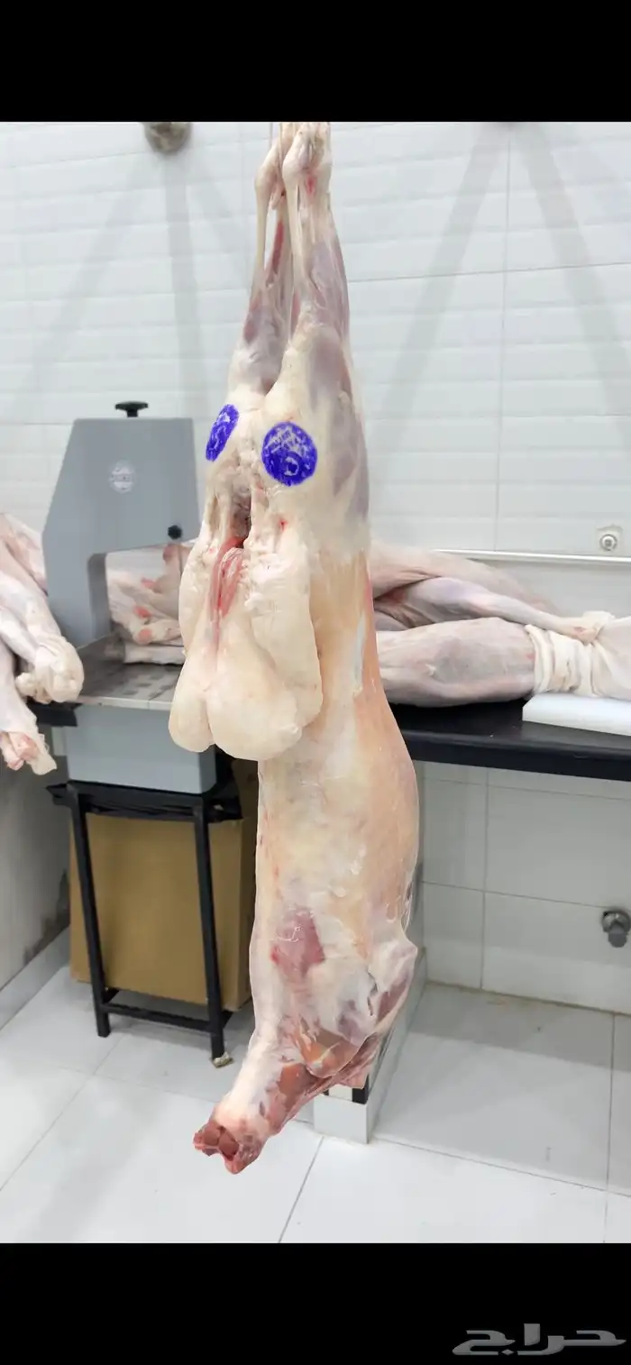 خروف كشميري. تيس. عجل. لحوم   طازجة بانتظارك. 6