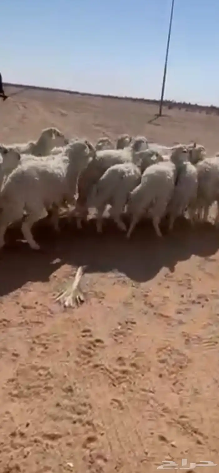 طليان حريات للبيع 7