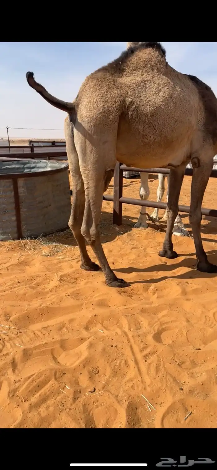 صفرا رباع معشر على دبياني قوي 3