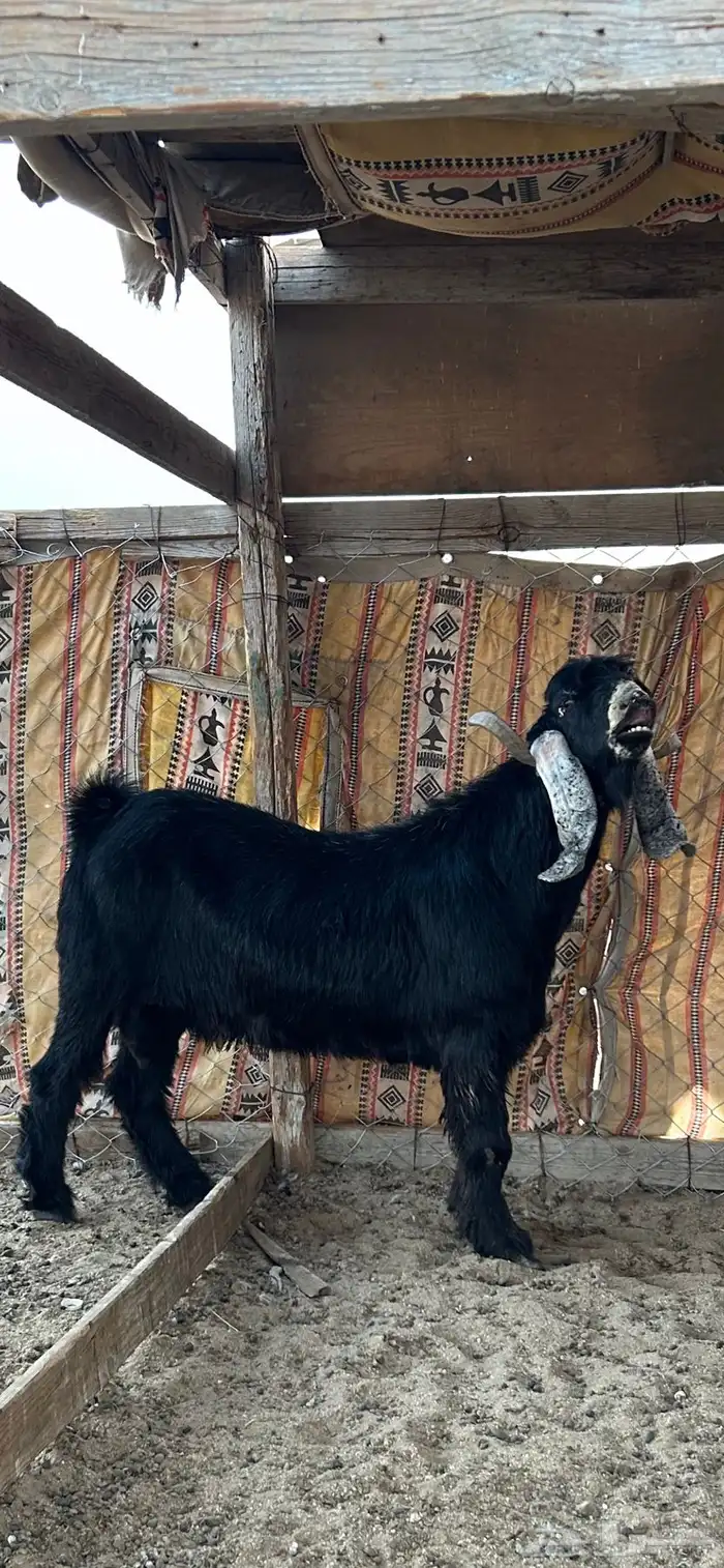 فحل عارضي صنف معرف 4