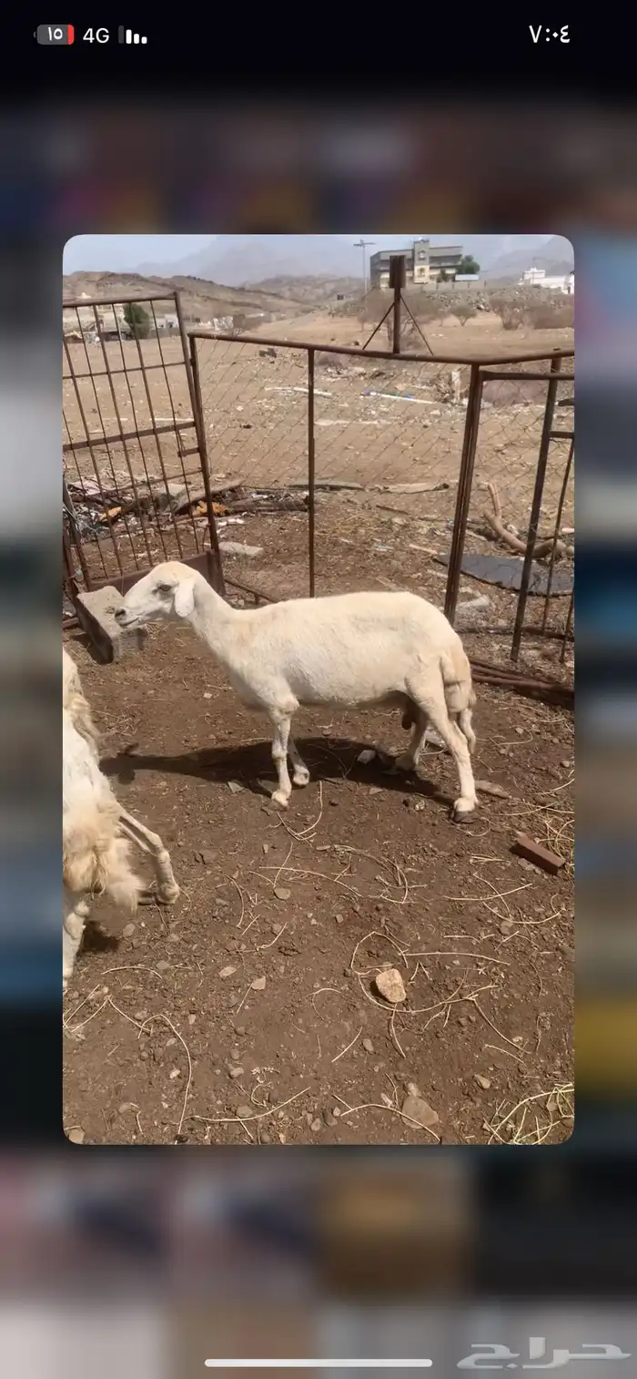 ضان العدد 4 0