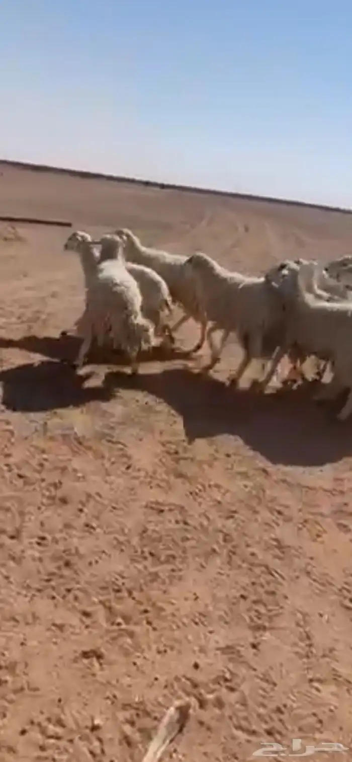 طليان حريات للبيع 6