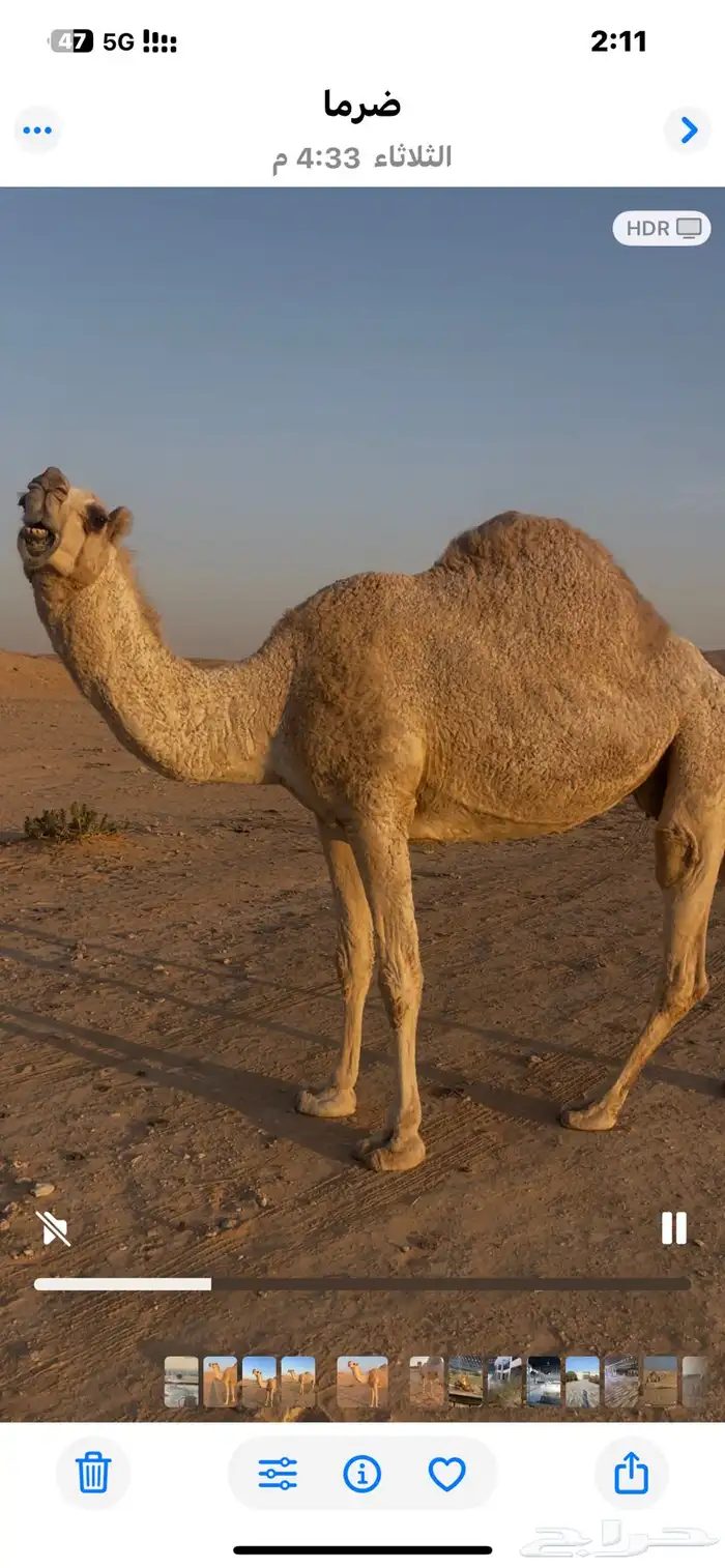 ضروبة للبيع 2