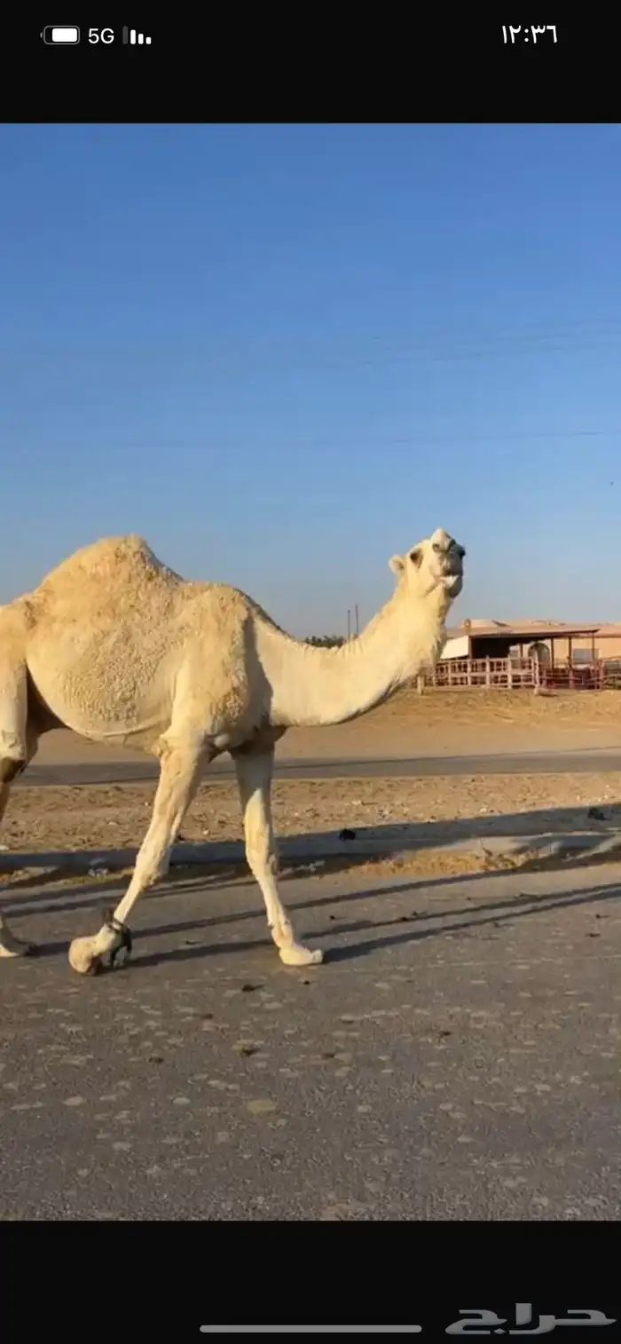 قعود رمانى 4