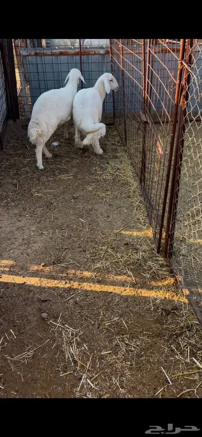 ذبايح طليان طيبه ب الحيل وشي نضيف ذمه ومانه 0