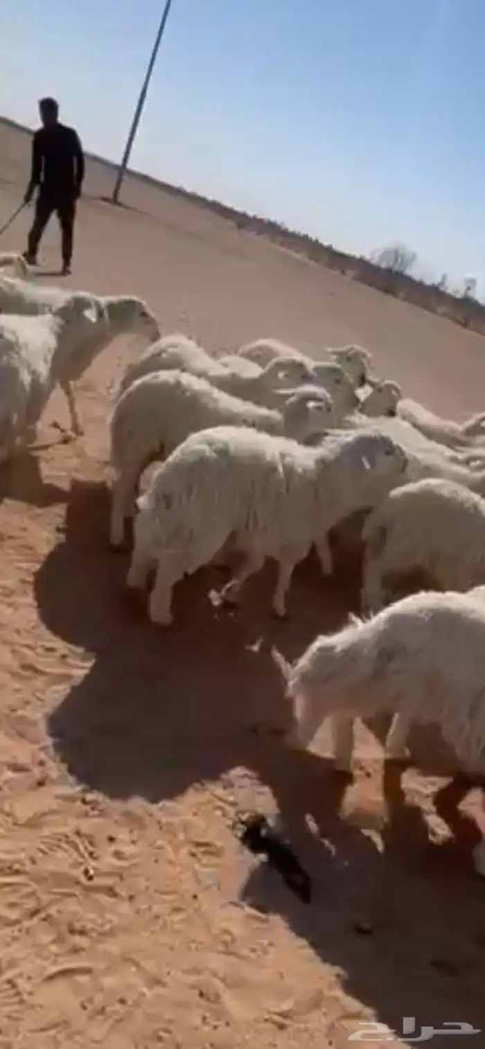 طليان حريات للبيع 1