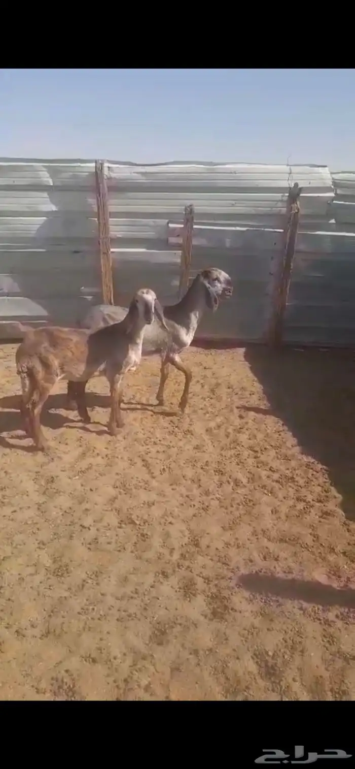 رخلتين سواكن تويمات 1