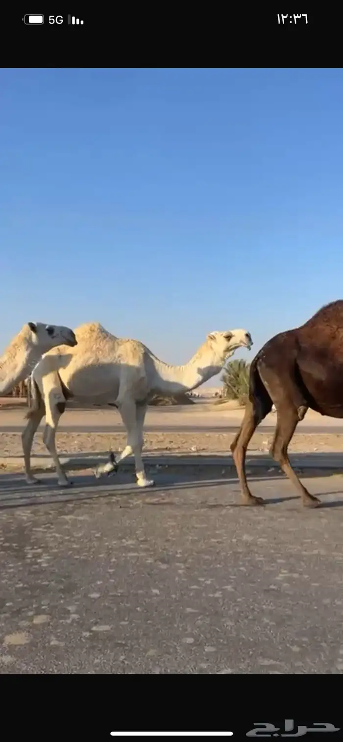 قعود رمانى 0