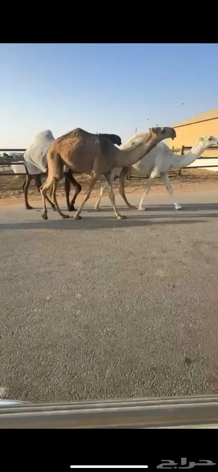 عوني منتج وأم البعير باتليه 6